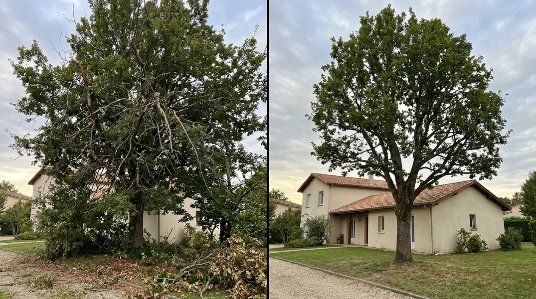 Faut-il une autorisation pour élaguer ou abattre un arbre dans le centre historique d'Orléans ou à proximité de la Vallée de la Loire classée UNESCO ?