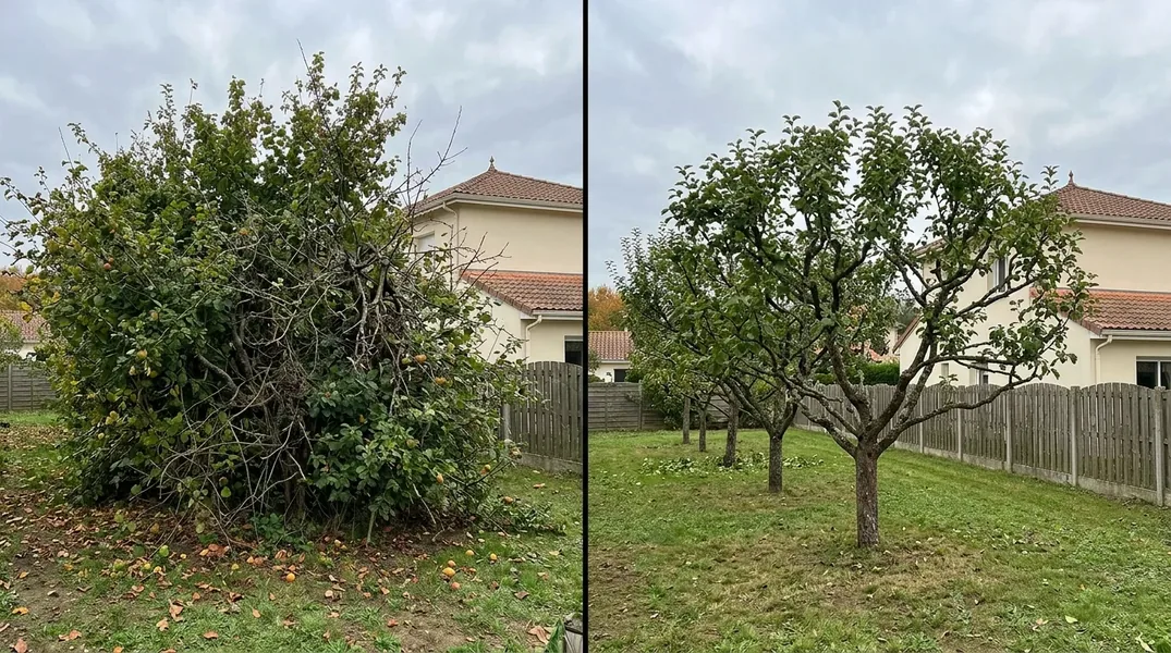 Comment sécuriser les peupliers, les saules et les grands arbres en bord de Loire ou du Loiret à Olivet, Saint-Pryvé ou Meung-sur-Loire ?