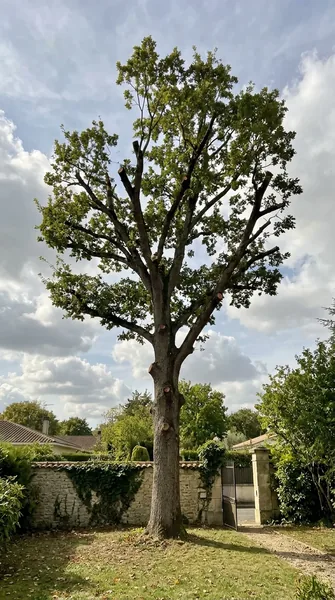 Élagage d'arbre Orléans