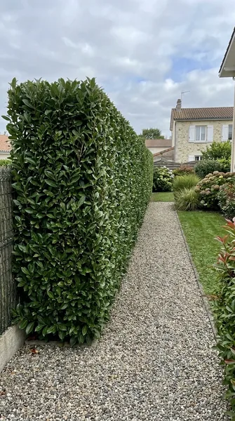 Taille de haies Orléans